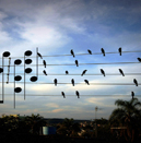 Birds on the Wires - Jarbas Agnelli e Paulo Pinto