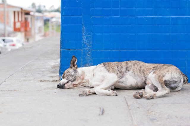 Cão Abandonado 